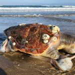 Fotografía sin fecha cortesía del Centro para la Biodiversidad de Biológica donde se observa a una tortuga sin vida en playas del Golfo de Ulloa, en baja California Sur (México). EFE/Centro para la Biodiversidad de Biológica /SOLO USO EDITORIAL/SOLO DISPONIBLE PARA ILUSTRAR LA NOTICIA QUE ACOMPAÑA(CRÉDITO OBLIGATORIO)