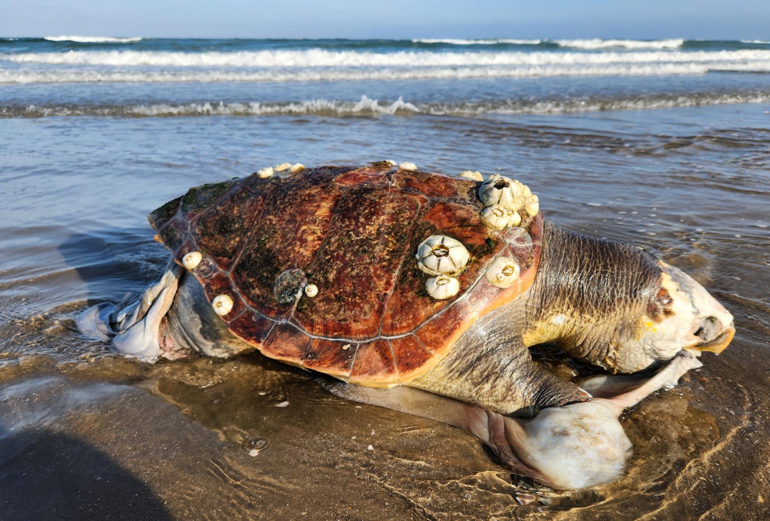 Fotografía sin fecha cortesía del Centro para la Biodiversidad de Biológica donde se observa a una tortuga sin vida en playas del Golfo de Ulloa, en baja California Sur (México). EFE/Centro para la Biodiversidad de Biológica /SOLO USO EDITORIAL/SOLO DISPONIBLE PARA ILUSTRAR LA NOTICIA QUE ACOMPAÑA(CRÉDITO OBLIGATORIO)