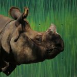 Fotografía de uno de los dos rinocerontes de la india, (Rhinoceros unicornis), el 14 de octubre de 2023, en el Zoológico Guadalajara, en Jalisco (México). EFE/ Francisco Guasco