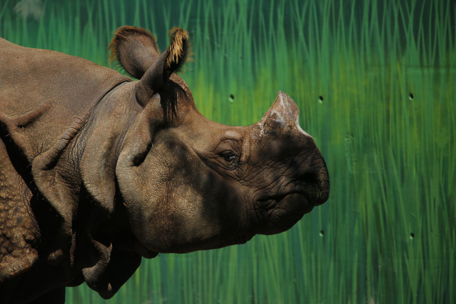 Fotografía de uno de los dos rinocerontes de la india, (Rhinoceros unicornis), el 14 de octubre de 2023, en el Zoológico Guadalajara, en Jalisco (México). EFE/ Francisco Guasco