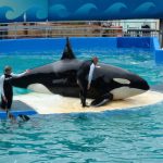 Fotografía de archivo donde aparece la orca Lolita durante un espectáculo en el Miami Seaquarium, el mayor acuario marino de Estados Unidos. EFE/Emilio López