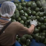 Fotografía de archivo de empleados de una empacadora de Aguacate que seleccionan el producto para su exportación a Estados Unidos, en el municipio de Uruapan, en el estado de Michoacán (México). EFE/Luis Enrique Granados