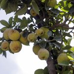 Fotografía  de archivo de un árbol de pera lechera en el municipio de San Andrés Calpan, Puebla (México). EFE/Hilda Ríos