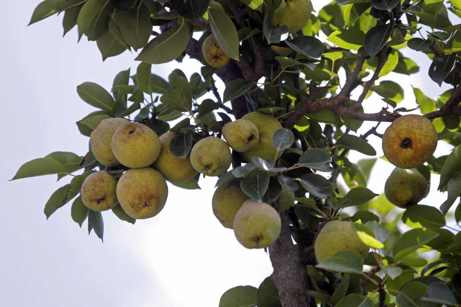 Fotografía  de archivo de un árbol de pera lechera en el municipio de San Andrés Calpan, Puebla (México). EFE/Hilda Ríos