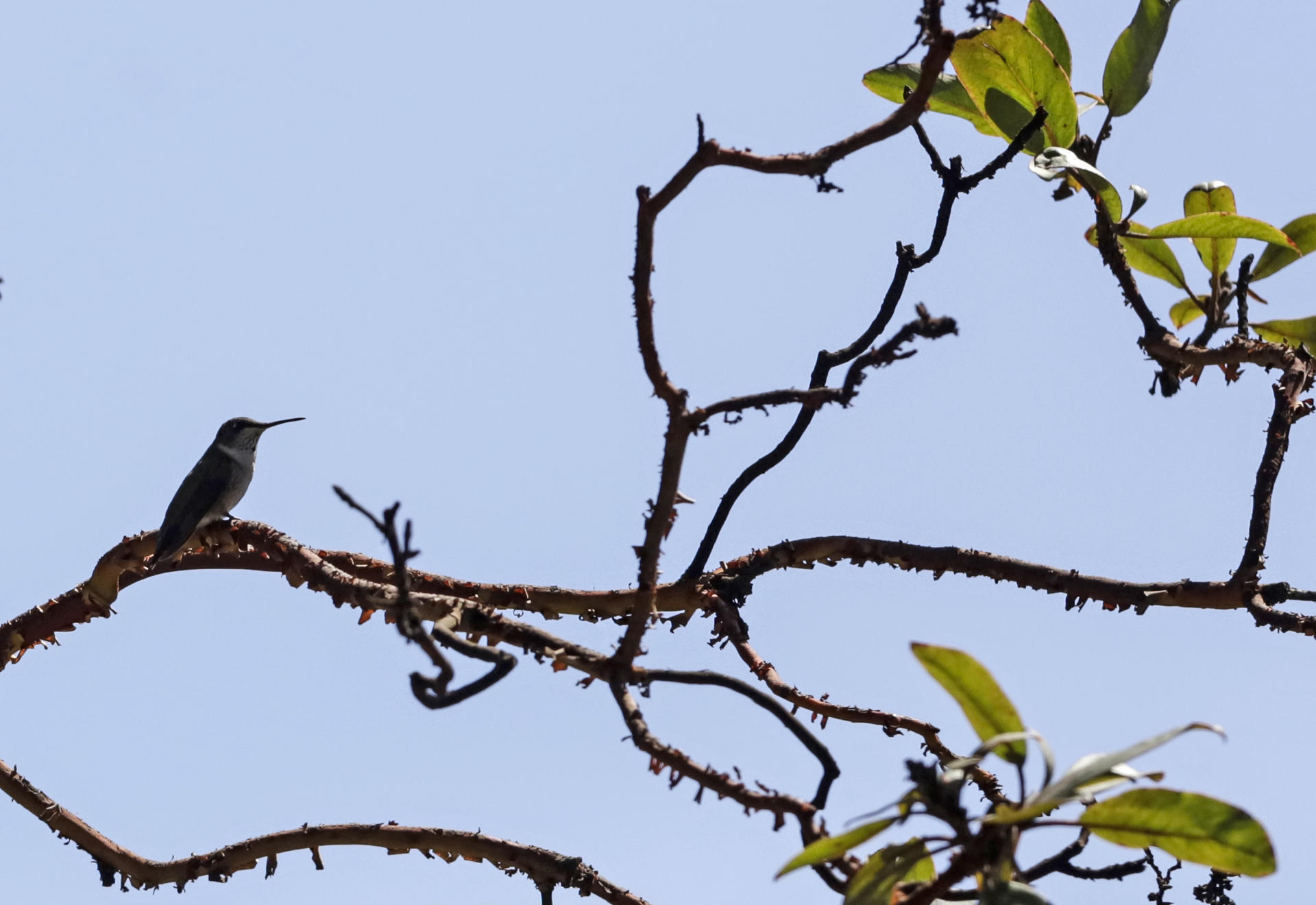 Un colibrí se posa sobre una rama al interior del ‘Santuario del colibrí’, el 23 de diciembre de 2023, en la comunidad de San Francisco La Unión en el municipio de Santa Rita Tlahuapan, Puebla (México). EFE/ Hilda Ríos
