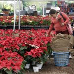 Dos mujeres eligen plantas de poinsettia (Euphorbia pulcherrima) en el  Vivero Xalpatlaco, que vende 'flores de nochebuena' hoy, en el municipio de Atlixco, estado de Puebla (México). EFE/ Hilda Ríos