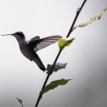 Un colibrí vuela al interior del ‘Santuario del colibrí’, el 23 de diciembre de 2023, en la comunidad de San Francisco La Unión en el municipio de Santa Rita Tlahuapan, Puebla (México). EFE/ Hilda Ríos