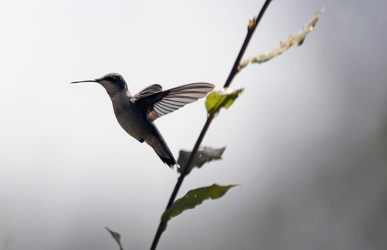 Un colibrí vuela al interior del ‘Santuario del colibrí’, el 23 de diciembre de 2023, en la comunidad de San Francisco La Unión en el municipio de Santa Rita Tlahuapan, Puebla (México). EFE/ Hilda Ríos