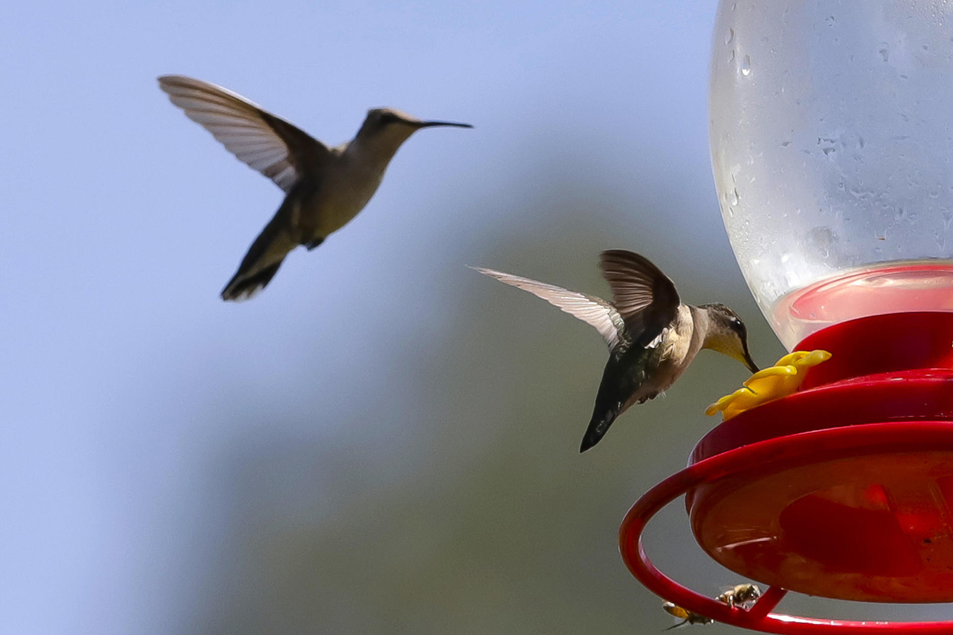 Colibríes vuelan cerca de un bebedero al interior del ‘Santuario del colibrí’, el 23 de diciembre de 2023, en la comunidad de San Francisco La Unión en el municipio de Santa Rita Tlahuapan, Puebla (México). EFE/ Hilda Ríos
