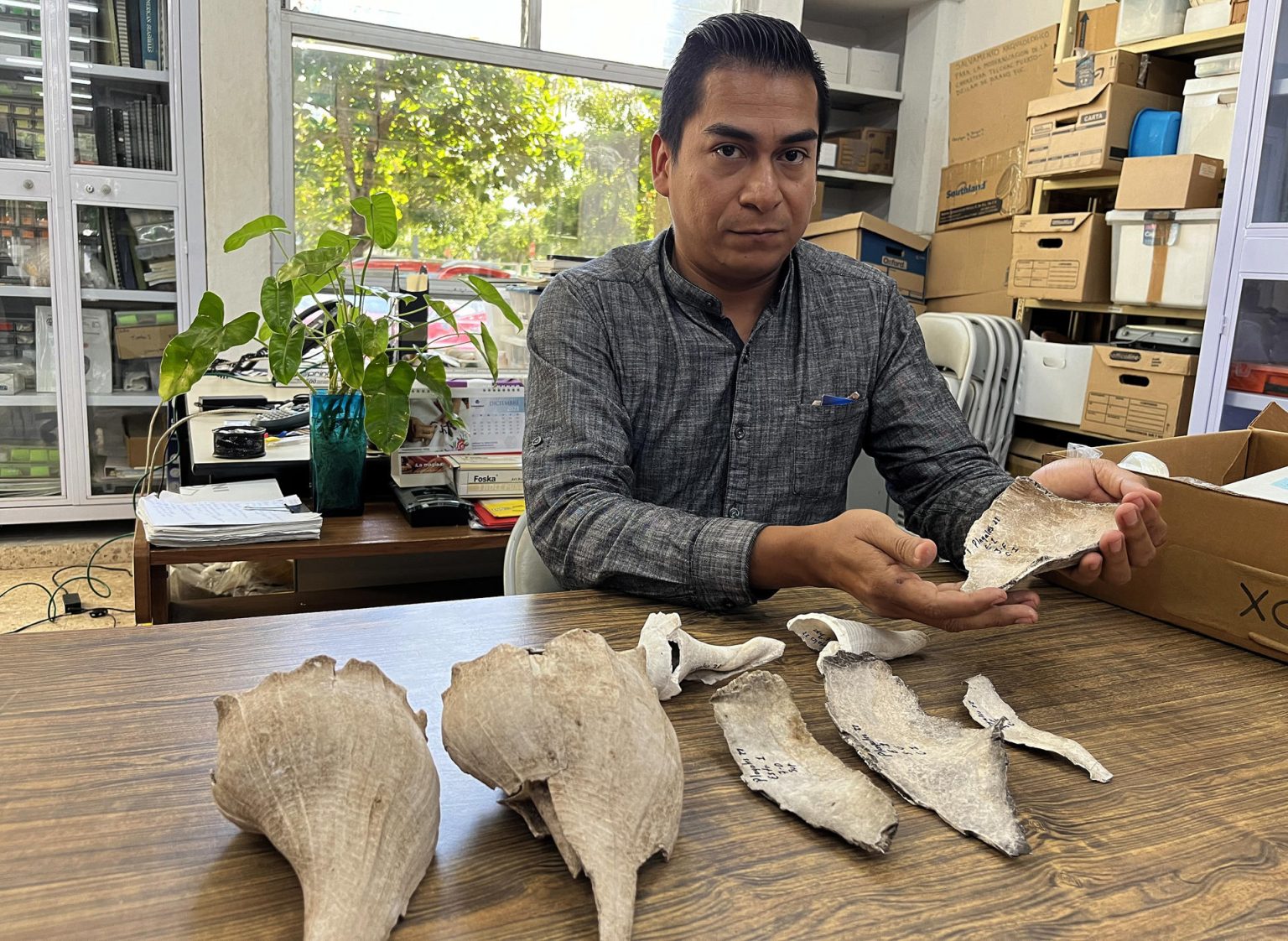 El arqueólogo Cristian Hernández González muestra varias piezas arqueológicas encontradas en un campamento prehispánico, el 24 de diciembre de 2023, en la ciudad de Mérida, en Yucatán (México). EFE/ Martha López Huan