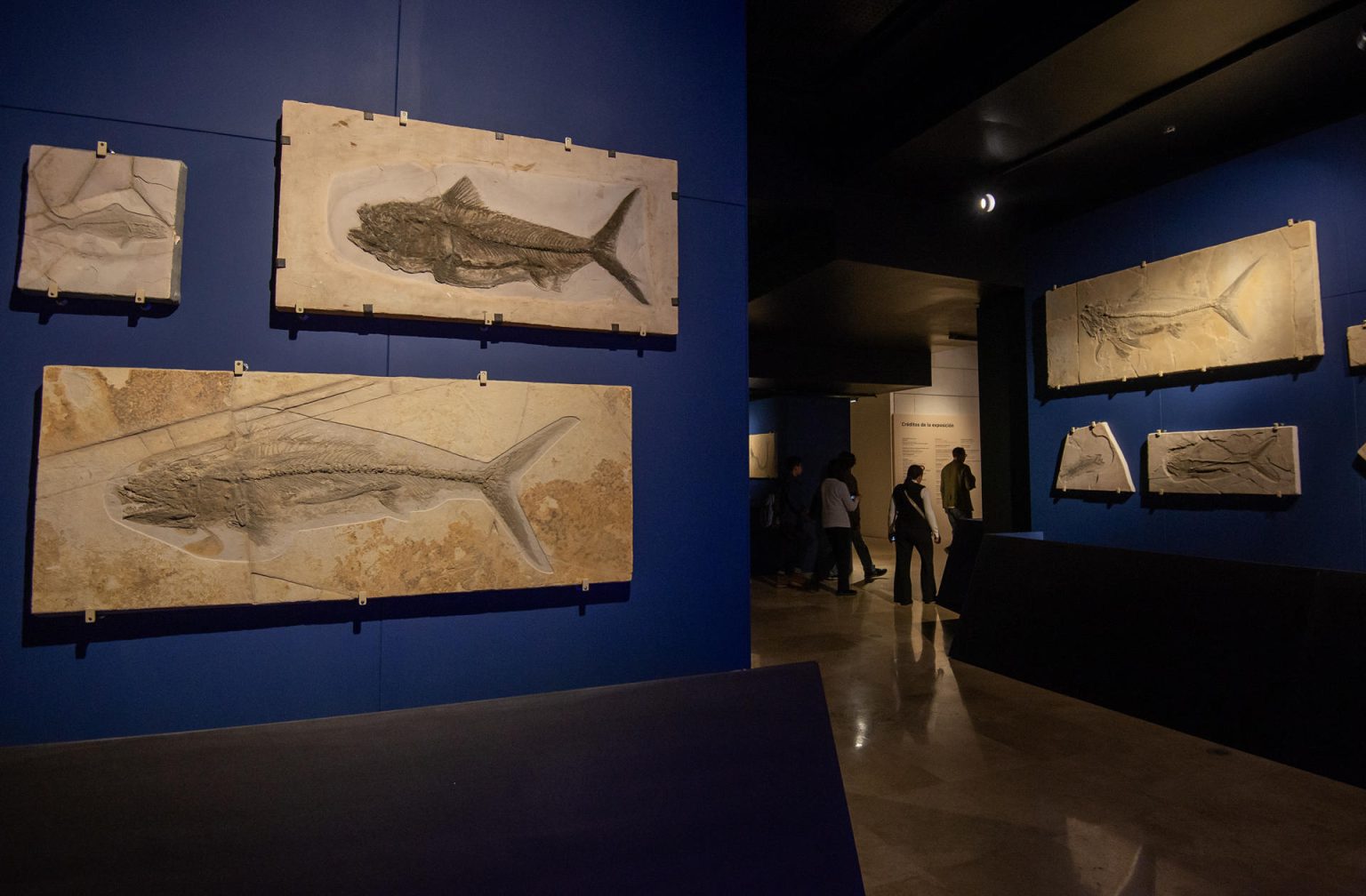 Personas visitan la exposición de fósiles marinos 'Fuimos Mar' hoy, en el Museo del Noreste de la ciudad de Monterrey (México). EFE/ Miguel Sierra