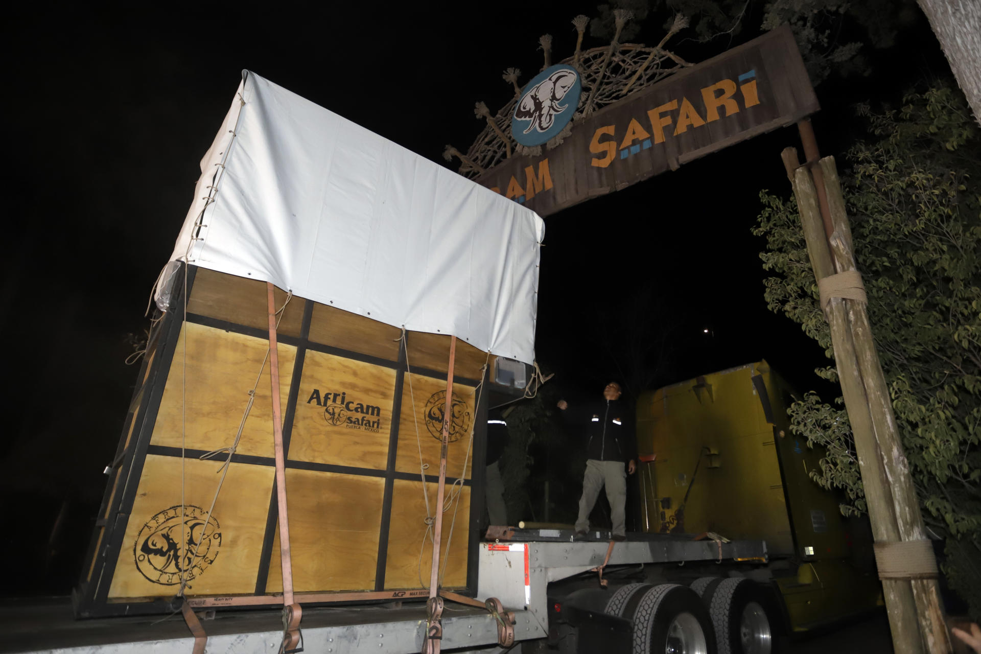 El vehículo que transporta a la jirafa Benito llega con el animal al zoológico Africam Safari hoy, en Puebla (México). EFE/ Hilda Ríos
