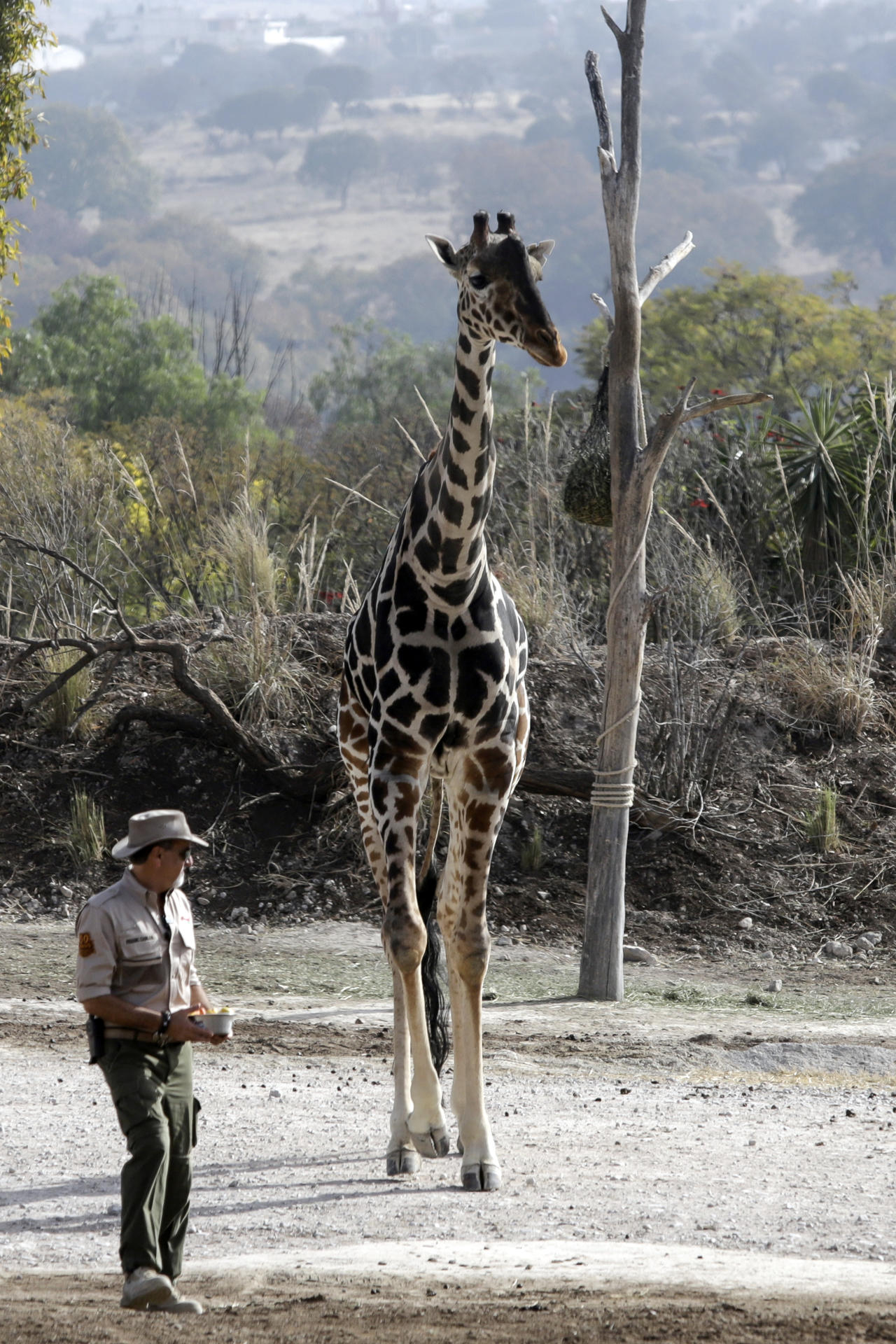 La jirafa Benito se integra hoy a su nueva manada en el zoológico Africam Safari, en el estado de Puebla (México). EFE/ Hilda Ríos
