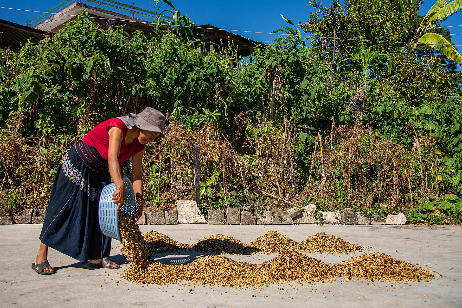 Una mujer recolecta granos de café el 25 de enero de 2024 en el municipio de Tenejapa (México). EFE/Carlos López
