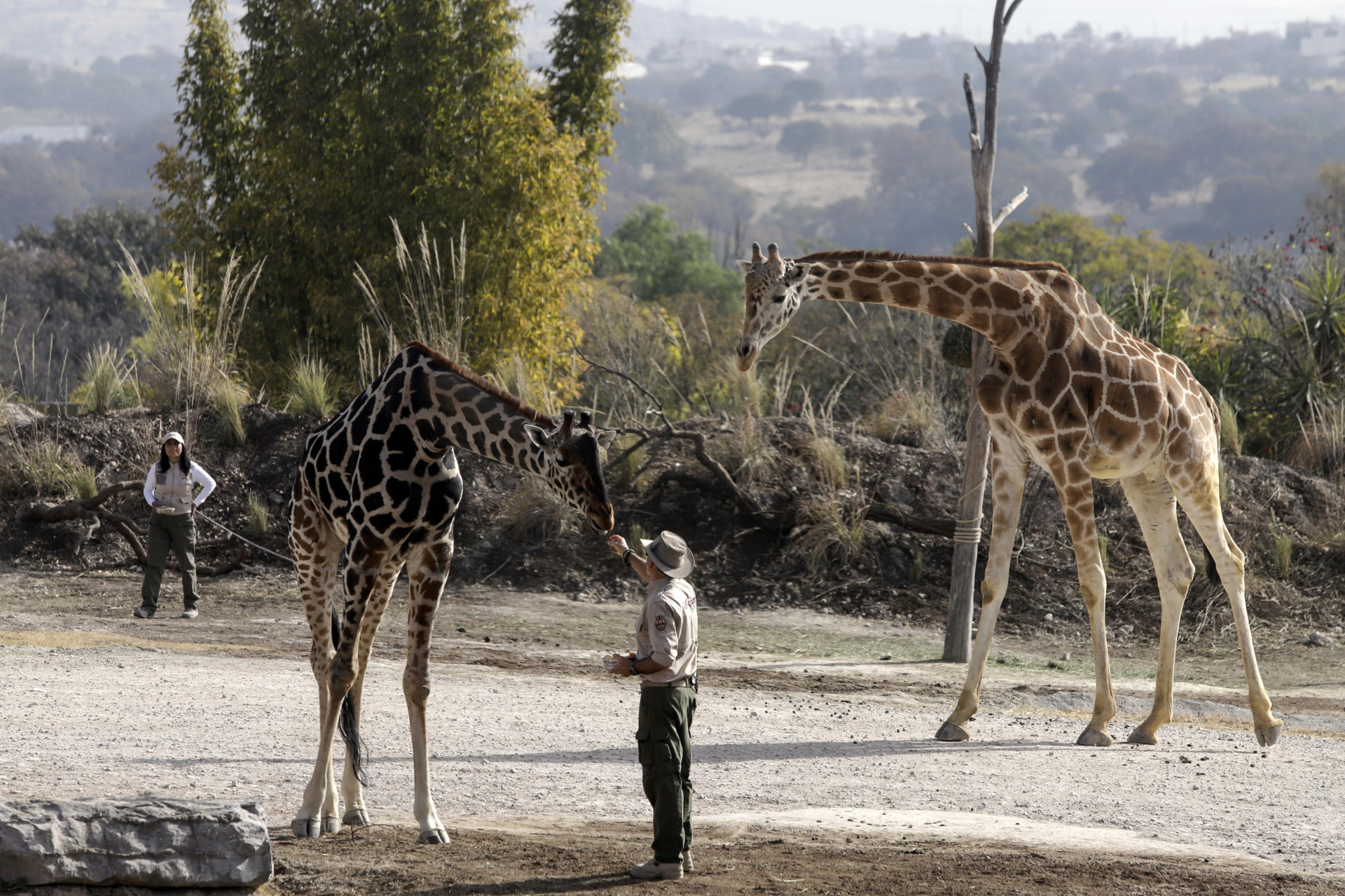 La jirafa Benito (i) se integra hoy a su nueva manada en el zoológico Africam Safari, en el estado de Puebla (México). EFE/ Hilda Ríos
