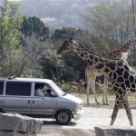 La jirafa Benito (i) se integra hoy a su nueva manada en el zoológico Africam Safari, en el estado de Puebla (México). EFE/ Hilda Ríos