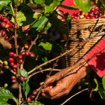 Una mujer recolecta granos de café el 25 de enero de 2024 en el municipio de Tenejapa (México). EFE/Carlos López