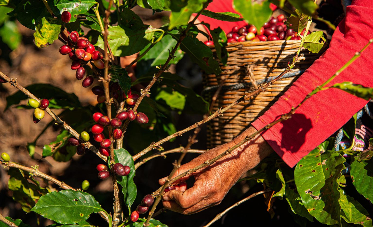 Una mujer recolecta granos de café el 25 de enero de 2024 en el municipio de Tenejapa (México). EFE/Carlos López