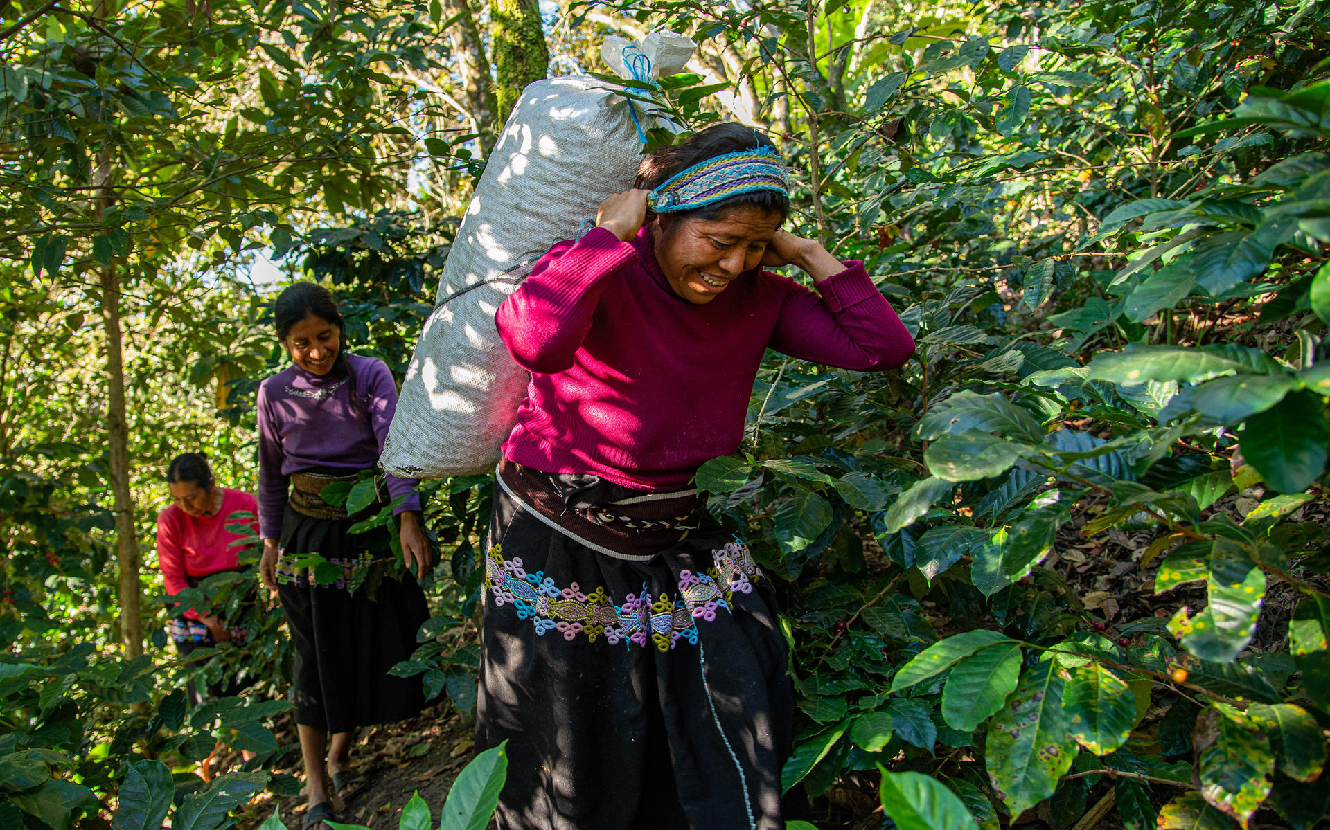 Una mujer recolecta granos de café el 25 de enero de 2024 en el municipio de Tenejapa (México). EFE/Carlos López
