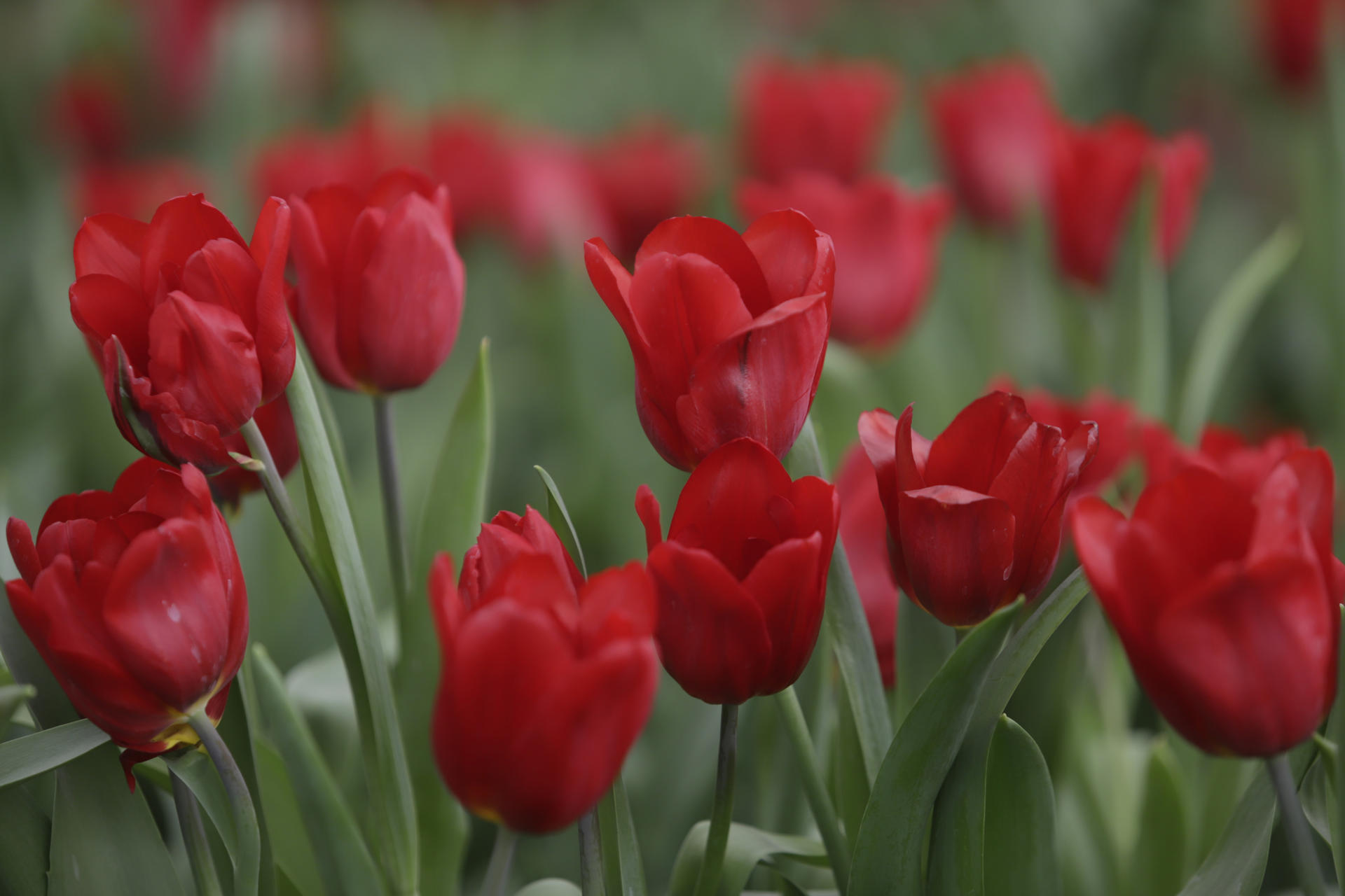 Fotografía de tulipanes previo al Día de San Valentín, el 12 de febrero de 2024, en el municipio de Atlixco, en Puebla (México). EFE/ Hilda Ríos
