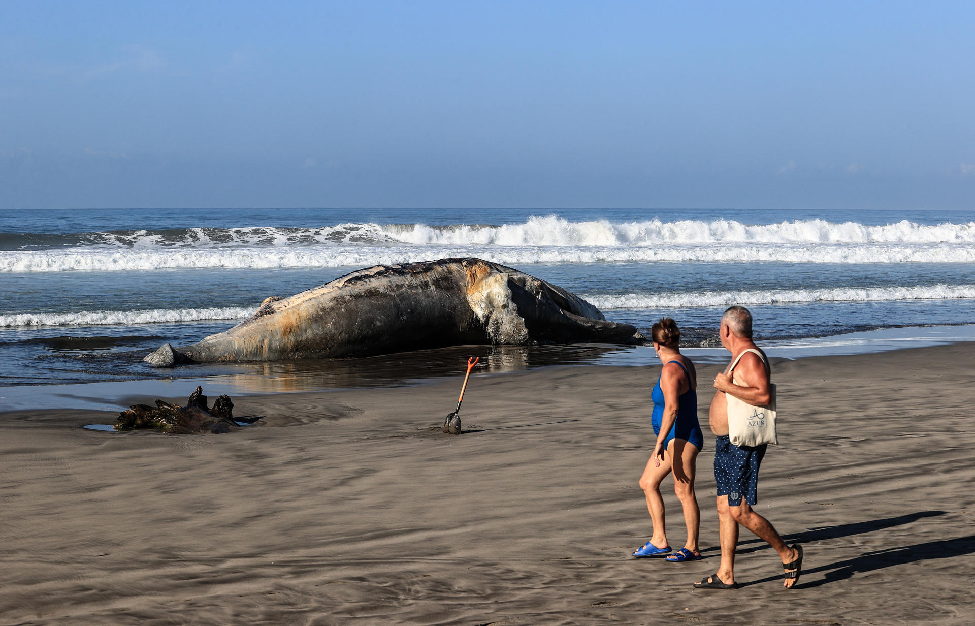 Turistas observan los restos de una ballena jorobada hoy, en el balneario de Acapulco en el estado de Guerrero (México). EFE/David Guzmán
