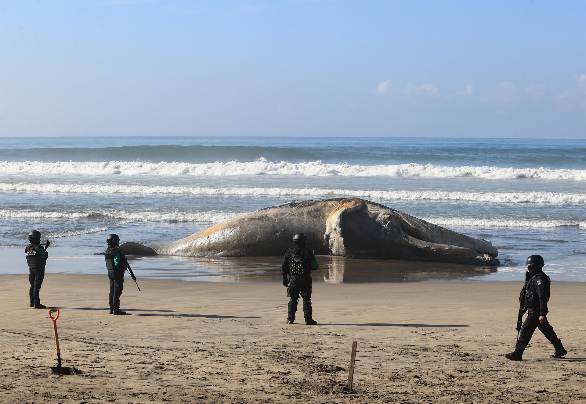 Policías estatales resguardan los restos de una ballena jorobada este viernes en el balneario de Acapulco, en el estado de Guerrero (México). EFE/David Guzmán
