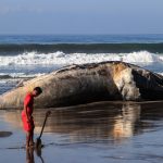 Una persona observa los restos de una ballena jorobada este viernes en el balneario de Acapulco en el estado de Guerrero (México). EFE/David Guzmán