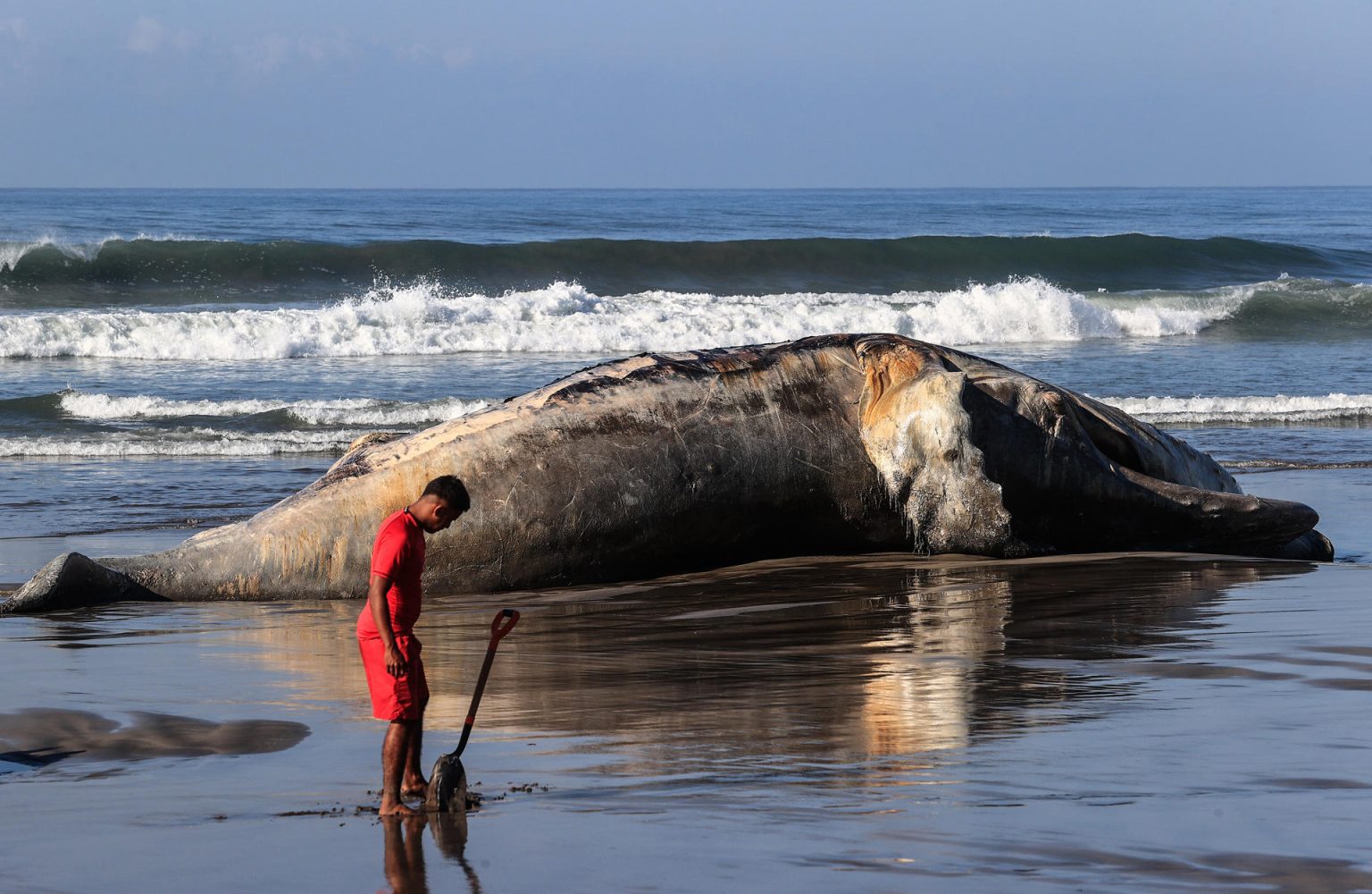 Una persona observa los restos de una ballena jorobada este viernes en el balneario de Acapulco en el estado de Guerrero (México). EFE/David Guzmán