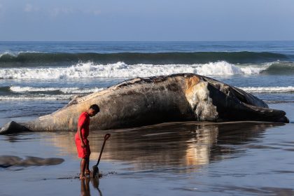 Una persona observa los restos de una ballena jorobada este viernes en el balneario de Acapulco en el estado de Guerrero (México). EFE/David Guzmán