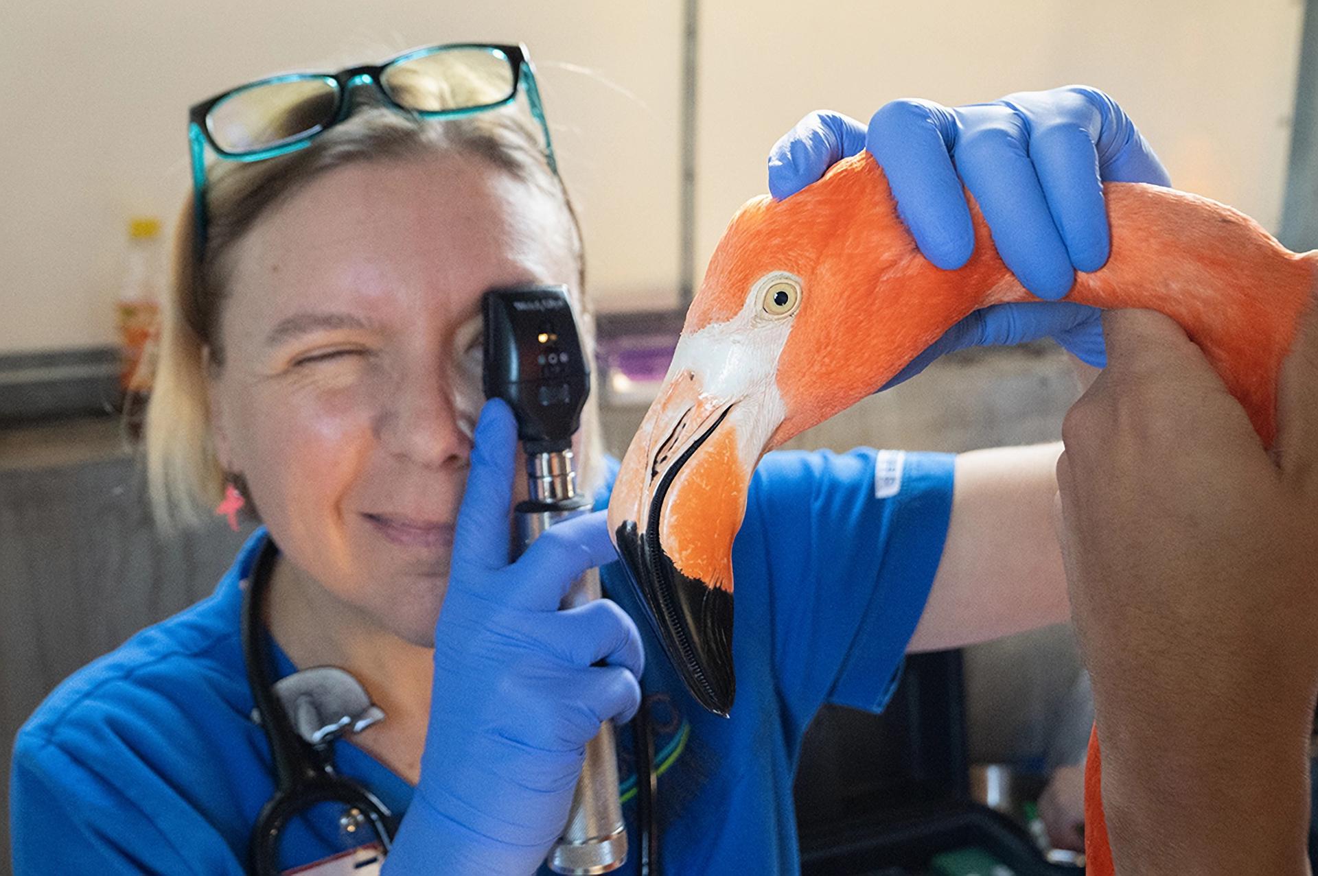 Fotografía cedida por el Zoológico de Miami donde aparece la veterinaria Gaby Flacke mientras revisa a un flamenco caribeño o americano (Phoenicopterus ruber) este jueves en el zoológico, situado en el suroeste de Miami, Florida. EFE/Ron Magill/Zoo Miami /SOLO USO EDITORIAL /NO VENTAS /SOLO DISPONIBLE PARA ILUSTRAR LA NOTICIA QUE ACOMPAÑA /CRÉDITO OBLIGATORIO
