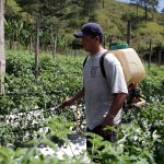 Fotografía de archivo donde aparece un trabajador mientras fumiga una plantación de tomate. EFE/Gustavo Amador