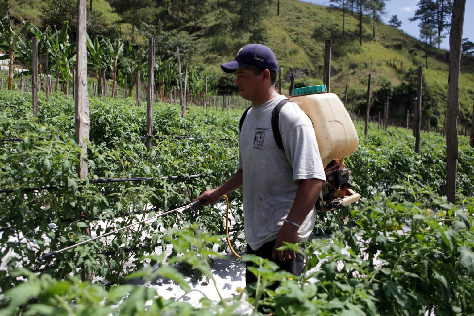 Fotografía de archivo donde aparece un trabajador mientras fumiga una plantación de tomate. EFE/Gustavo Amador