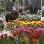 Vendedores ofrecen tulipanes previo al Día de San Valentín, el 12 de febrero de 2024, en el municipio de Atlixco, en Puebla (México). EFE/ Hilda Ríos