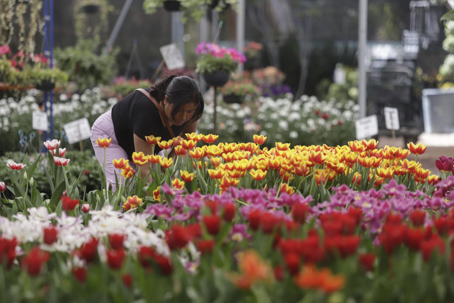 Vendedores ofrecen tulipanes previo al Día de San Valentín, el 12 de febrero de 2024, en el municipio de Atlixco, en Puebla (México). EFE/ Hilda Ríos