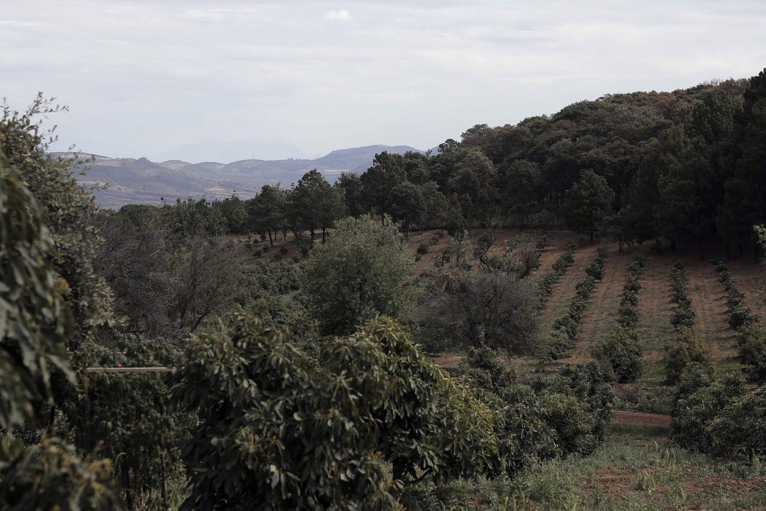 Vista general de cultivos de aguacate, el 7 de febrero de 2024, en el municipio de Uruapan, en Michoacán (México). EFE/Iván Villanueva