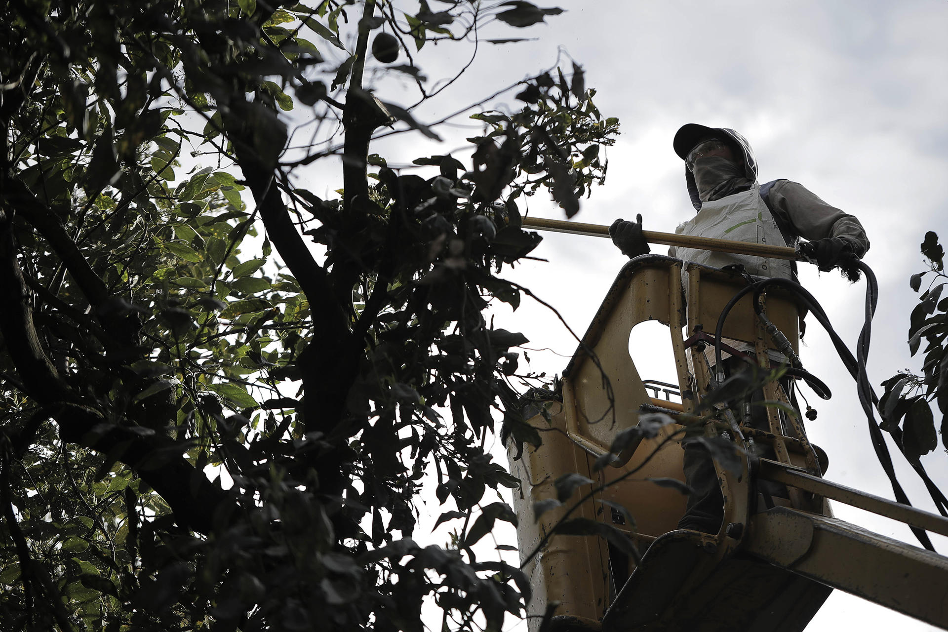 Un campesino recolecta aguacates, el 7 de febrero de 2024, en el municipio de Uruapan, en Michoacán (México). EFE/Iván Villanueva
