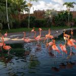 Fotografía cedida por el Zoológico de Miami donde se muestra a un grupo de flamencos caribeños o americanos (Phoenicopterus ruber) mientras se refrescan este jueves en su hábitat en el zoológico, situado en el suroeste de Miami, Florida (EEUU). EFE/Ron Magill/Zoo Miami /SOLO USO EDITORIAL /NO VENTAS /SOLO DISPONIBLE PARA ILUSTRAR LA NOTICIA QUE ACOMPAÑA /CRÉDITO OBLIGATORIO