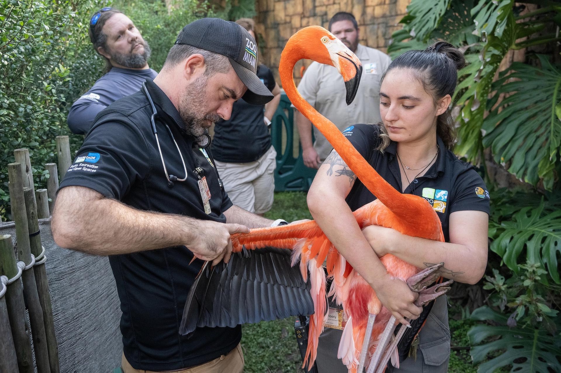 Fotografía cedida por el Zoológico de Miami donde aparece el veterinario Rodney Schnellbacher (i) mientras realiza una revisión médica a un flamenco caribeño o americano (Phoenicopterus ruber) este jueves en el zoológico, situado en el suroeste de Miami, Florida (EEUU). EFE/Ron Magill/Zoo Miami /SOLO USO EDITORIAL /NO VENTAS /SOLO DISPONIBLE PARA ILUSTRAR LA NOTICIA QUE ACOMPAÑA /CRÉDITO OBLIGATORIO
