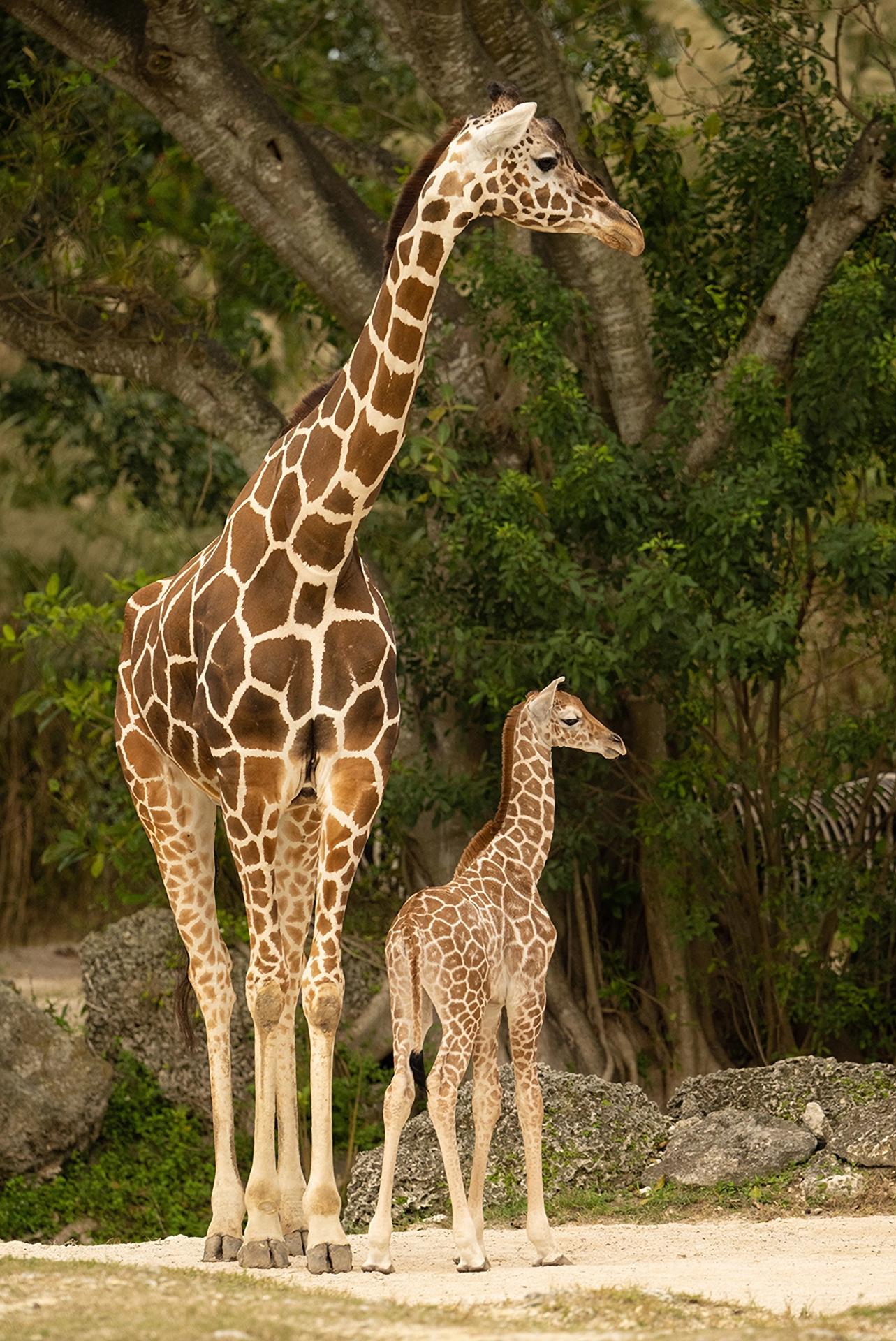 Fotografía cedida por el Zoológico de Miami donde se muestra a una joven jirafa hembra, de tres meses de edad, mientras pasea junto a su madre en las instalaciones de la institución en Miami, Florida (EEUU). EFE/Ron Magill/Zoo Miami /SOLO USO EDITORIAL /NO VENTAS /SOLO DISPONIBLE PARA ILUSTRAR LA NOTICIA QUE ACOMPAÑA /CRÉDITO OBLIGATORIO
