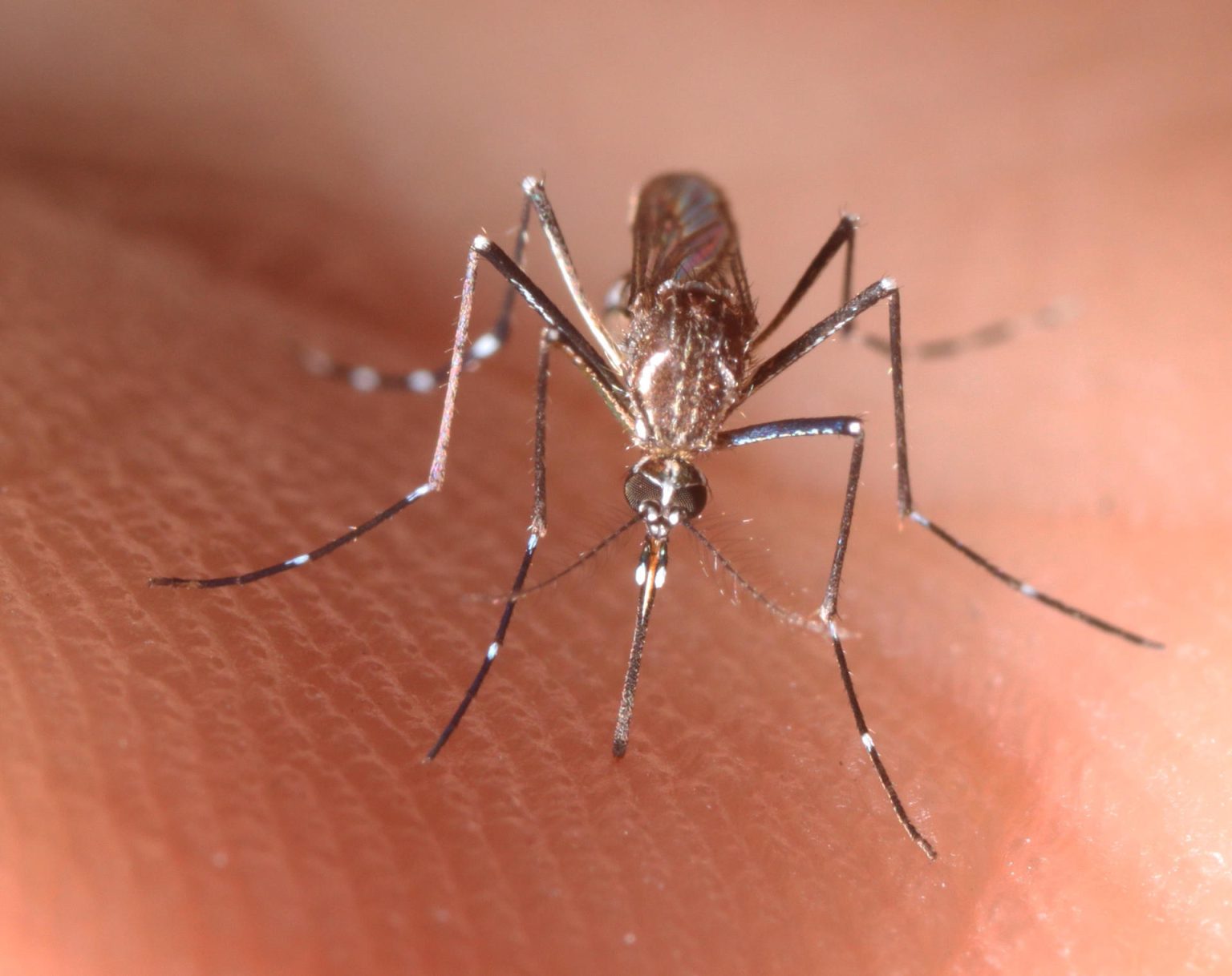 Fotografía cedida por el Instituto de Ciencias Agrícolas y Alimentarias de la Universidad de Florida (UF/IFAS) donde se muestra una hembra adulta de un Aedes aegypti, el mosquito transmisor de la fiebre amarilla. EFE/ UF/IFAS/ SÓLO USO EDITORIAL/SÓLO DISPONIBLE PARA ILUSTRAR LA NOTICIA QUE ACOMPAÑA (CRÉDITO OBLIGATORIO)