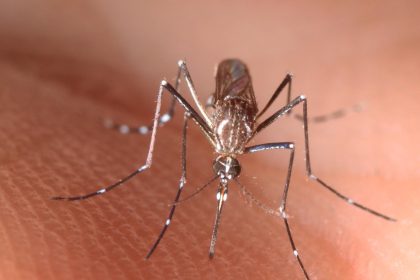 Fotografía cedida por el Instituto de Ciencias Agrícolas y Alimentarias de la Universidad de Florida (UF/IFAS) donde se muestra una hembra adulta de un Aedes aegypti, el mosquito transmisor de la fiebre amarilla. EFE/ UF/IFAS/ SÓLO USO EDITORIAL/SÓLO DISPONIBLE PARA ILUSTRAR LA NOTICIA QUE ACOMPAÑA (CRÉDITO OBLIGATORIO)