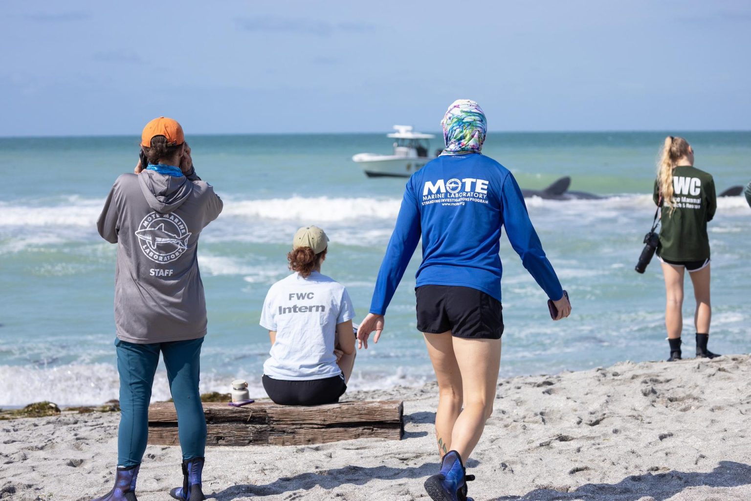 Fotografía cedida por Mote Marine Laboratory and Aquarium donde aparecen dos de sus miembros junto a miembros de la Comisión de Conservación de Pesca y Vida Silvestre de Florida (FWC) mientras observan al enorme cachalote que se había quedado varado en la costa del Golfo de México en Florida durante el fin de semana. EFE/Mote /SOLO USO EDITORIAL /NO VENTAS /SOLO DISPONIBLE PARA ILUSTRAR LA NOTICIA QUE ACOMPAÑA /CRÉDITO OBLIGATORIO