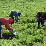 Una campesina ataviada con guantes de látex, gorras, sombreros y pañuelos de tela cubriéndoles la boca y nariz trabajan en un campo de cultivo de cilantro en Oxnard, California. Fotografía de archivo. EFE/Iván Mejía