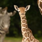 Fotografía cedida por el Zoológico de Miami donde se muestra a la joven jirafa hembra, de tres meses de edad, que fue hallada muerta debido a una fractura en el cuello, en Miami (EEUU). EFE/Ron Magill/Zoo Miami /SOLO USO EDITORIAL /NO VENTAS /SOLO DISPONIBLE PARA ILUSTRAR LA NOTICIA QUE ACOMPAÑA /CRÉDITO OBLIGATORIO