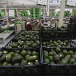 Fotografía de archivo de aguacate empacado en el municipio de Ciudad Guzmán, estado de Jalisco (México). EFE/ Francisco Guasco