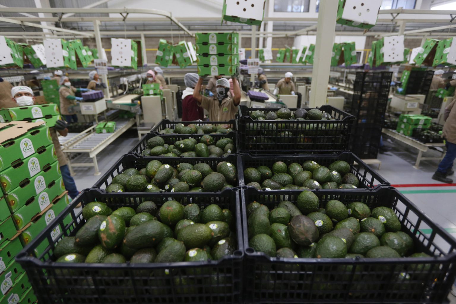 Fotografía de archivo de aguacate empacado en el municipio de Ciudad Guzmán, estado de Jalisco (México). EFE/ Francisco Guasco