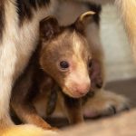 Fotografía cedida por el Zoológico de Miami donde se muestra la cría de canguro arborícola de Huon (Dendrolagus matschiei) nacida en el centro el 8 de enero de este año. EFE/Ron Magill/Zoo Miami /SOLO USO EDITORIAL /NO VENTAS /SOLO DISPONIBLE PARA ILUSTRAR LA NOTICIA QUE ACOMPAÑA /CRÉDITO OBLIGATORIO