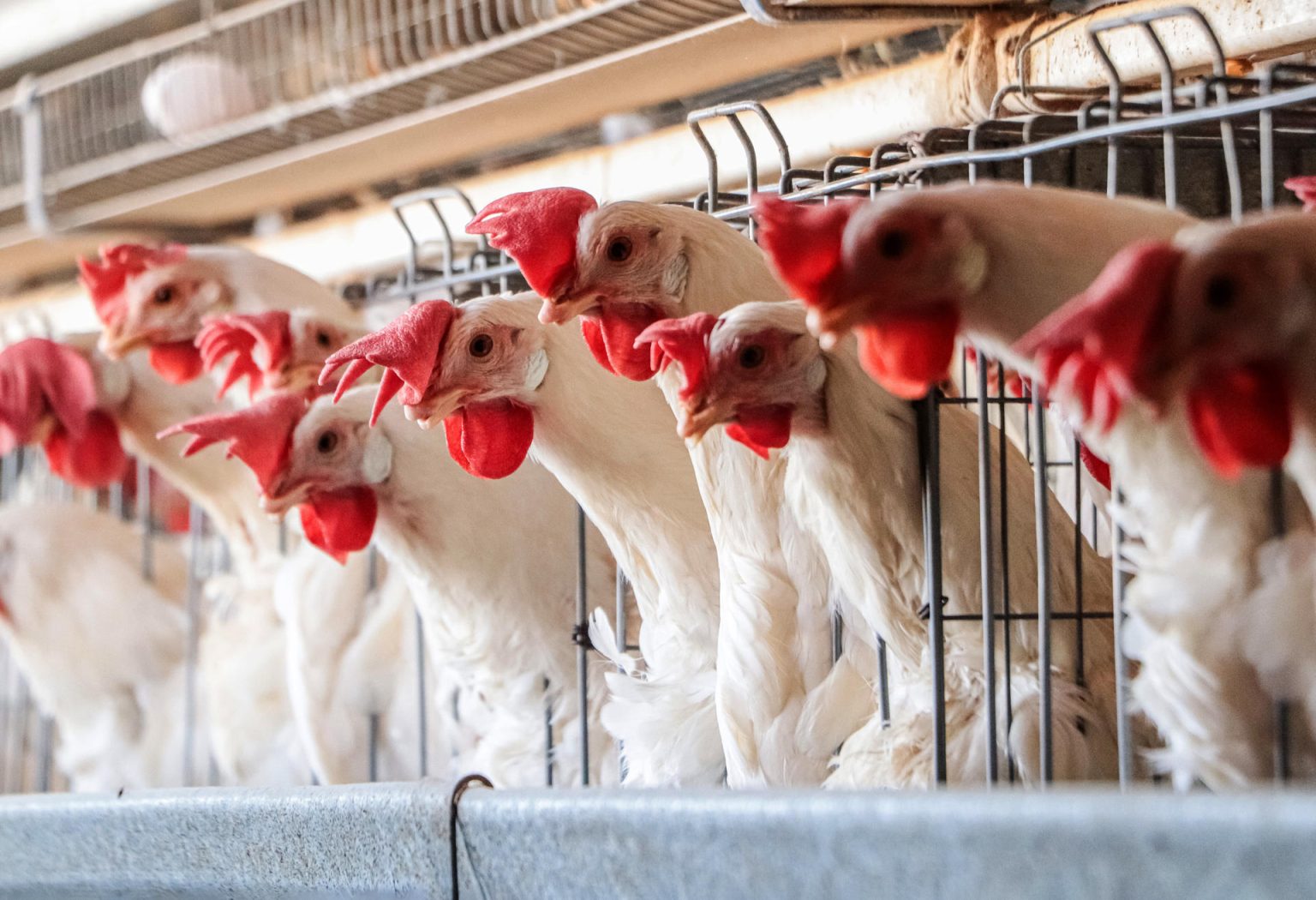 Fotografía cedida este martes por la Secretaría de Agricultura y Desarrollo Rural (Sader), donde se observa una granja avícola en Ciudad de México (México). EFE/Secretaría de Agricultura y Desarrollo Rural/SOLO USO EDITORIAL/SOLO DISPONIBLE PARA ILUSTRAR LA NOTICIA QUE ACOMPAÑA (CRÉDITO OBLIGATORIO)