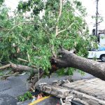 Árboles caídos en las calles este jueves debido al paso del huracán Beryl por Kingston (Jamaica). EFE/Rudolph Brown