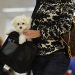 Una mujer y su mascota llegan al aeropuerto Hartsfield-Jackson Atlanta International Airport en Atlanta, Georgia (EE.UU.). Imagen de archivo. EFE/ERIK S. LESSER